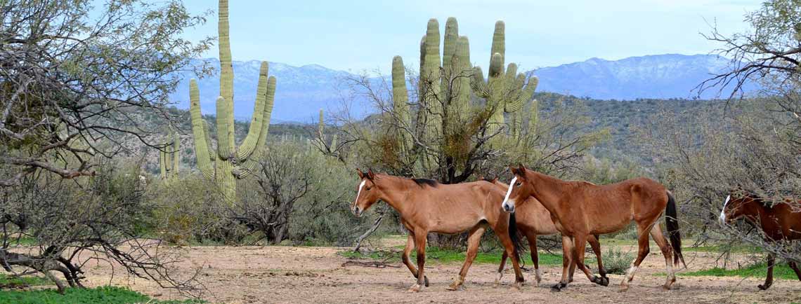 Wild horses in the Arizona desert